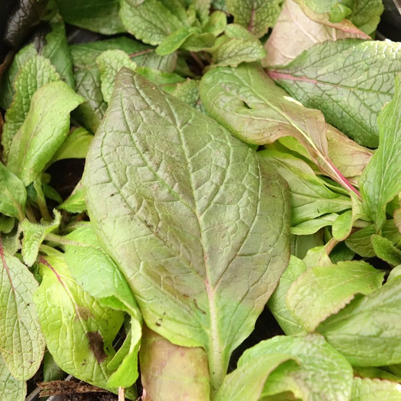 Verbascum phoeniceum Violetta - Mullein (Foliage)