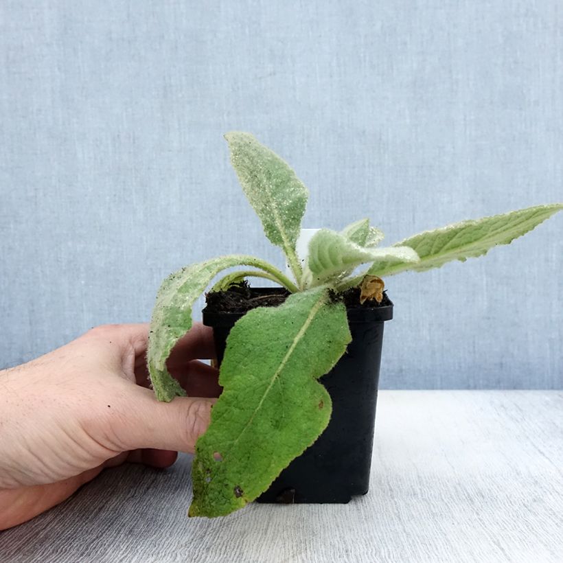 Verbascum thapsus - Mullein 8/9 cm pot sample as delivered in autumn