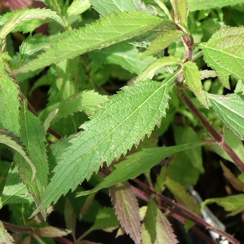 Verbena hastata Blue Spires (Foliage)