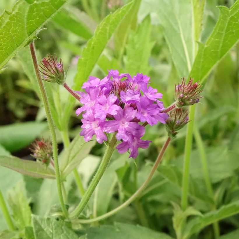 Verbena rigida Venosa (Flowering)