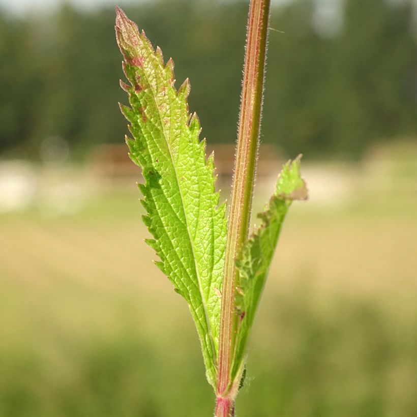 Verbena macdougalii Lavender Spires (Foliage)