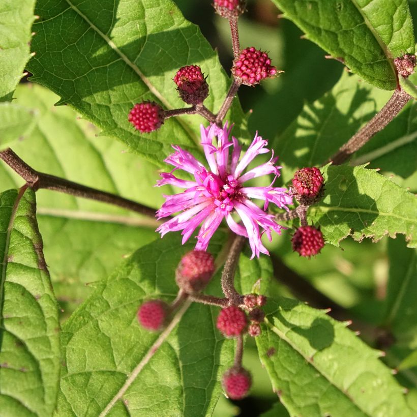 Vernonia arkansana - Ironweed (Flowering)