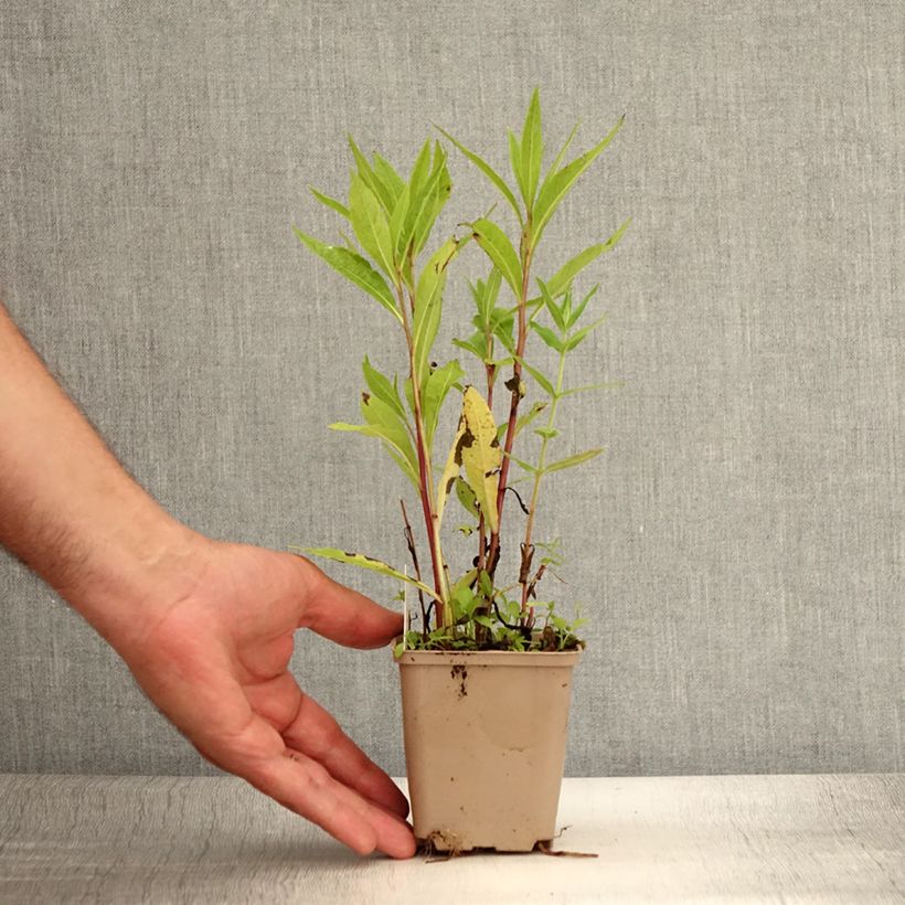 Vernonia gigantea - Vernonie géante Godet de 8/9 cm sample as delivered in summer