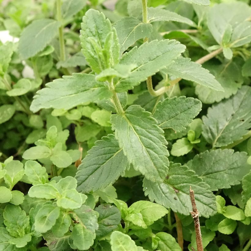 Veronica austriaca Royal Blue (Foliage)