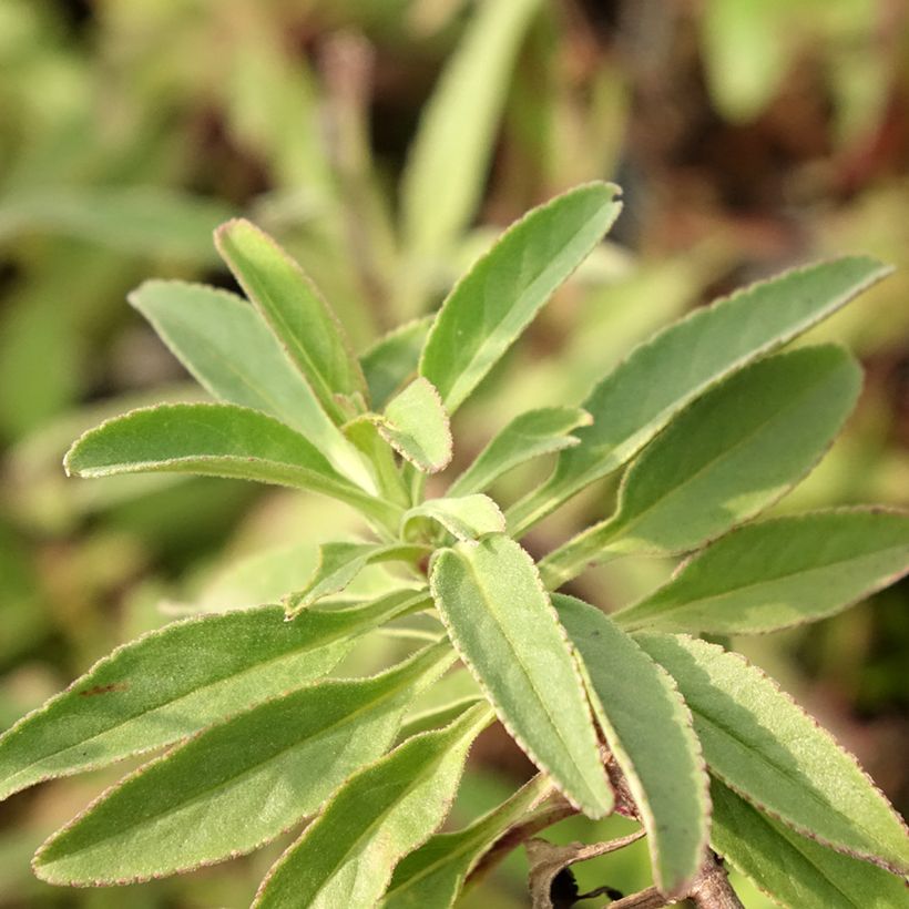 Veronica spicata Erika (Foliage)