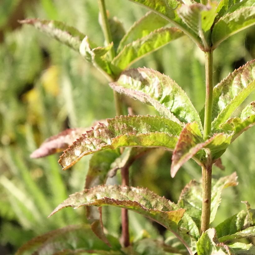 Veronicastrum virginicum Cupid (Foliage)