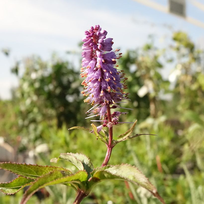 Veronicastrum virginicum Cupid (Flowering)