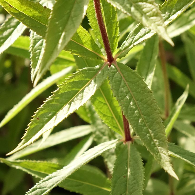 Veronicastrum virginicum Diane (Foliage)