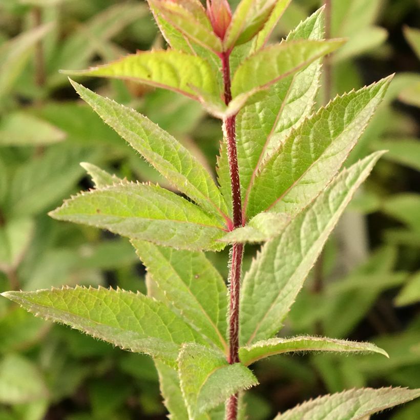 Veronicastrum virginicum Kleine Erika (Foliage)