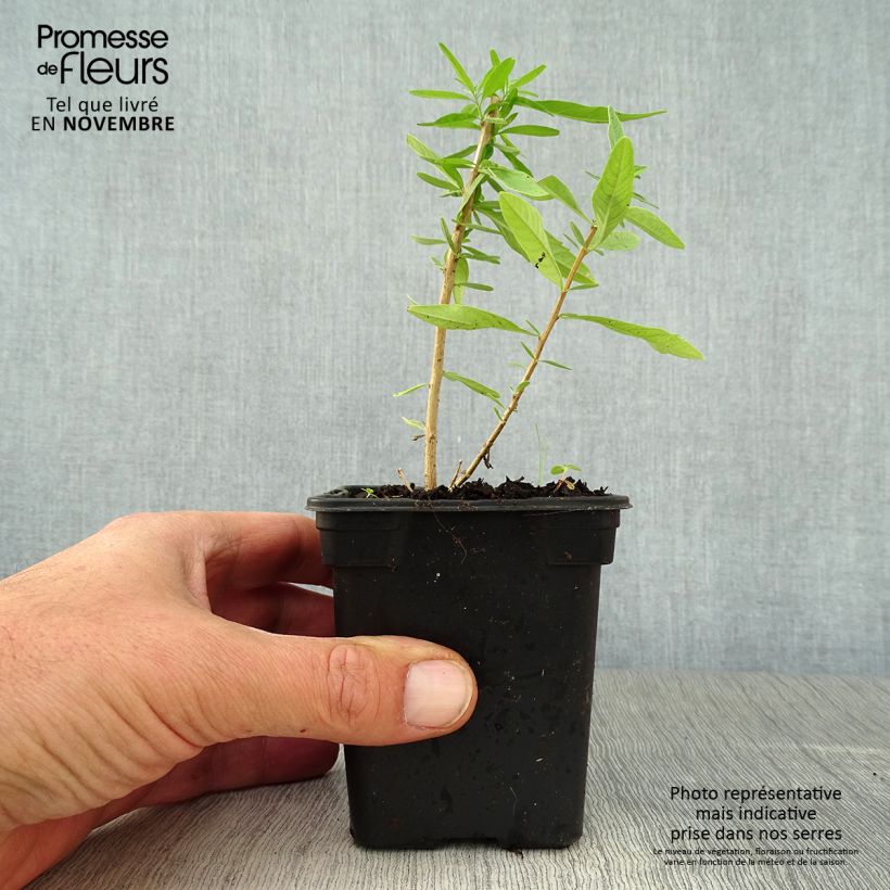 Verveine d'Argentine - Aloysia polystachya BIO Godet de 7/8 cm sample as delivered in autumn