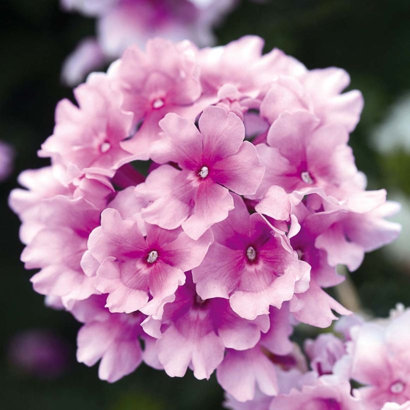 Verbena hybrida Endurascape Pink Bicolour (Flowering)