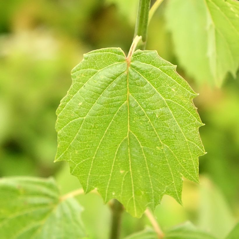 Viburnum dentatum Blue Muffin (Foliage)