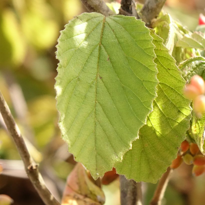 Viburnum dilatatum Michael Dodge (Foliage)