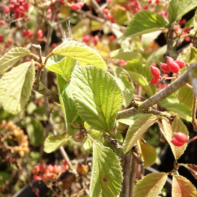 Viburnum dilatatum Sealing Wax (Foliage)