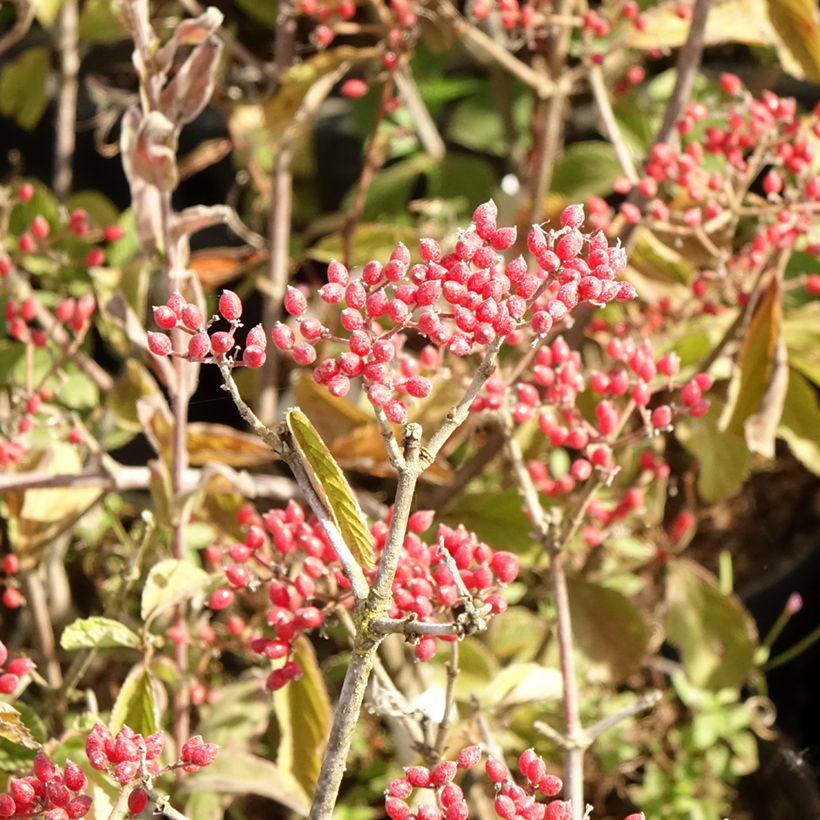 Viburnum dilatatum Sealing Wax (Harvest)