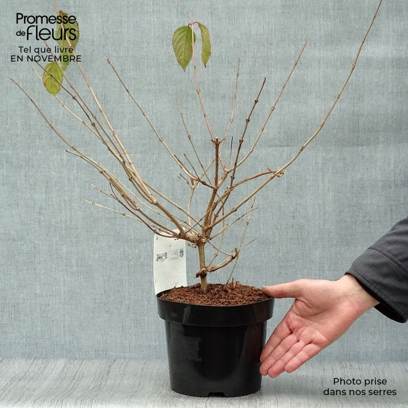 Viorne de Chine - Viburnum plicatum Mariesii en pot de 3/4L sample as delivered in autumn