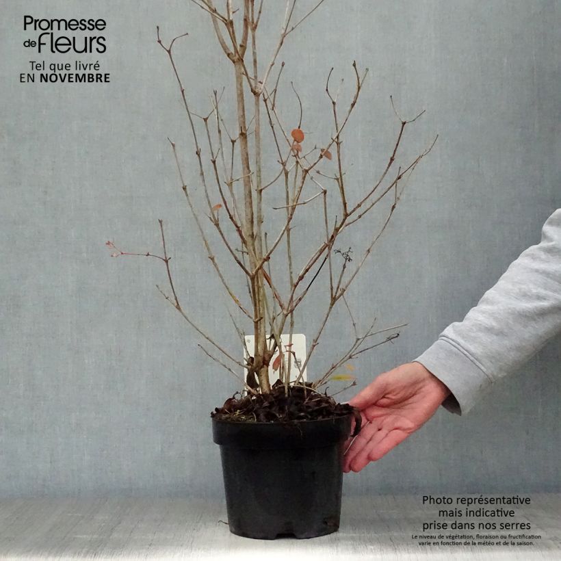 Viburnum plicatum Watanabe en pot de 3,5L sample as delivered in autumn