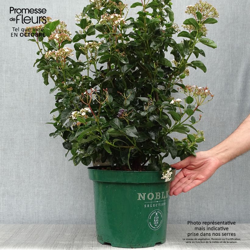 Viburnum tinus Lisarose - Pot de 7.5L/10L sample as delivered in autumn