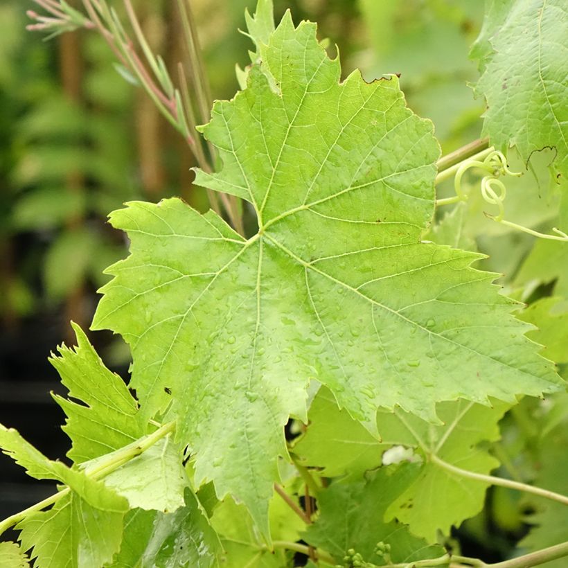 Vitis vinifera Ampelia Candin - Grape vine (Foliage)