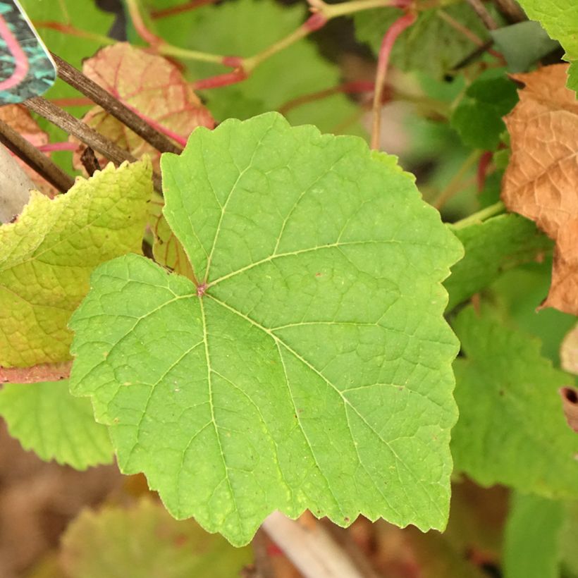 Vitis amurensis Amurensis (Foliage)