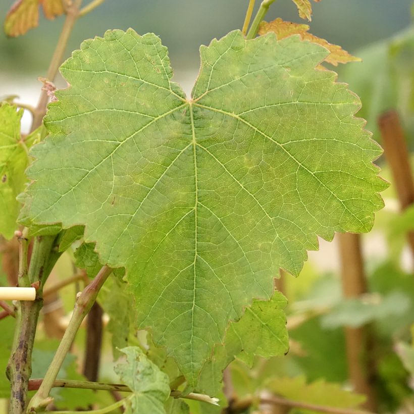 Vitis vinifera Chasselas Doré - Grape vine (Foliage)