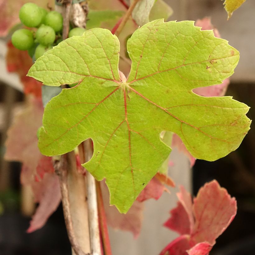 Vitis vinifera Attika (Foliage)