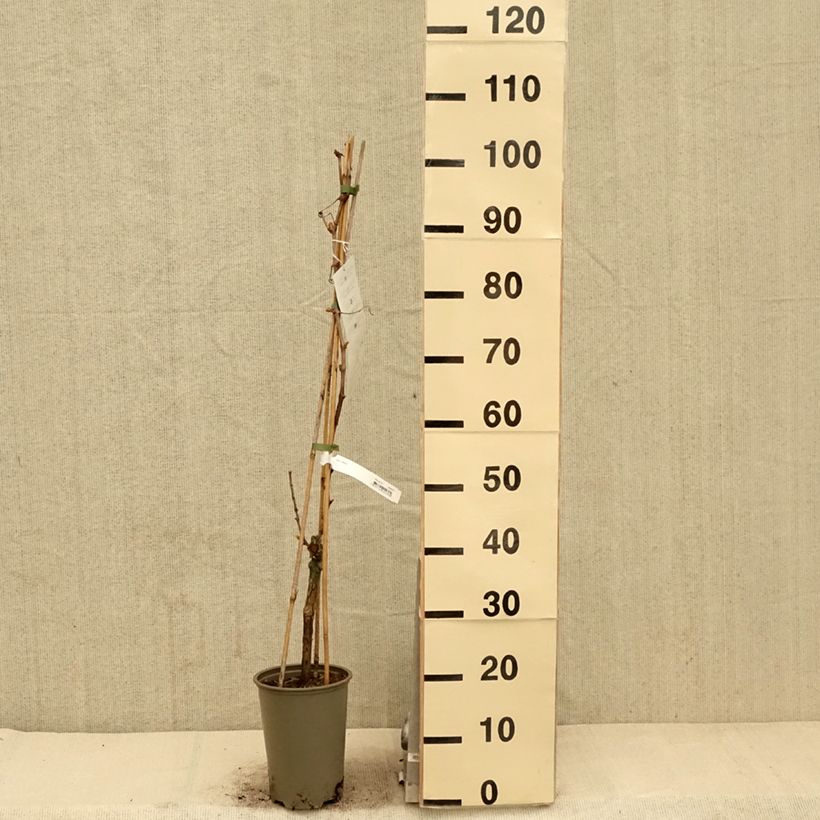 Vitis vinifera Attika 2L/3L potShipped height around 80/+cm sample as delivered in spring