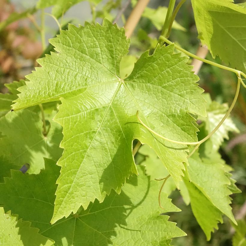 Vitis vinifera Autumn Royal' Table Grape - Seedless red variety (Foliage)