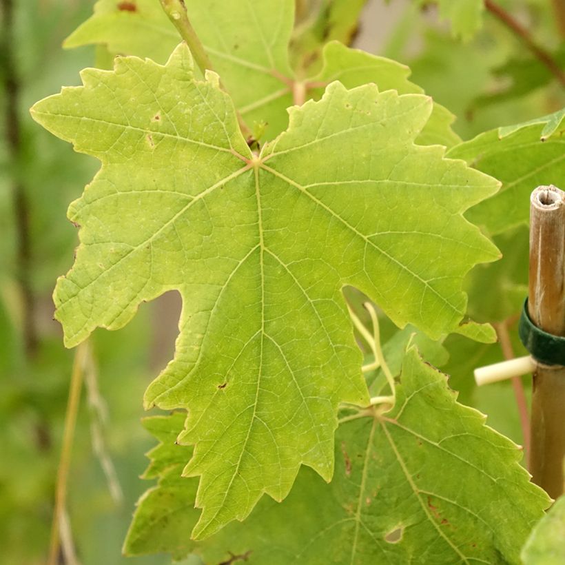 Vitis vinifera Crimson Seedless - Grape vine (Foliage)