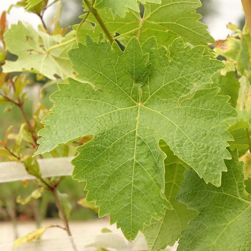 Vitis vinifera Lilla (Foliage)