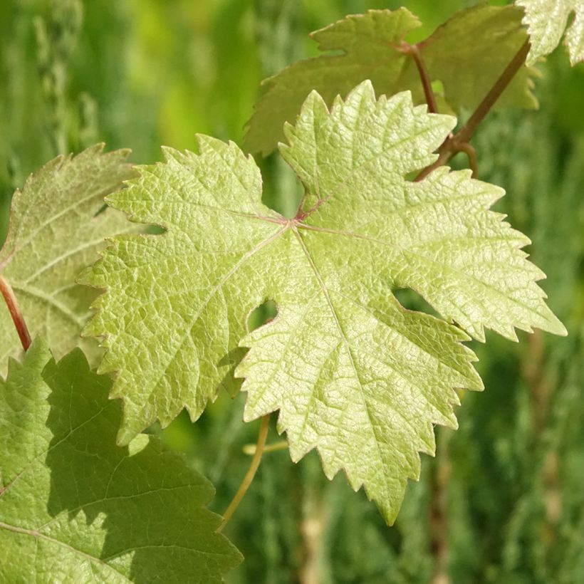 Vitis vinifera Roi des Précoces - Grape Vine (Foliage)