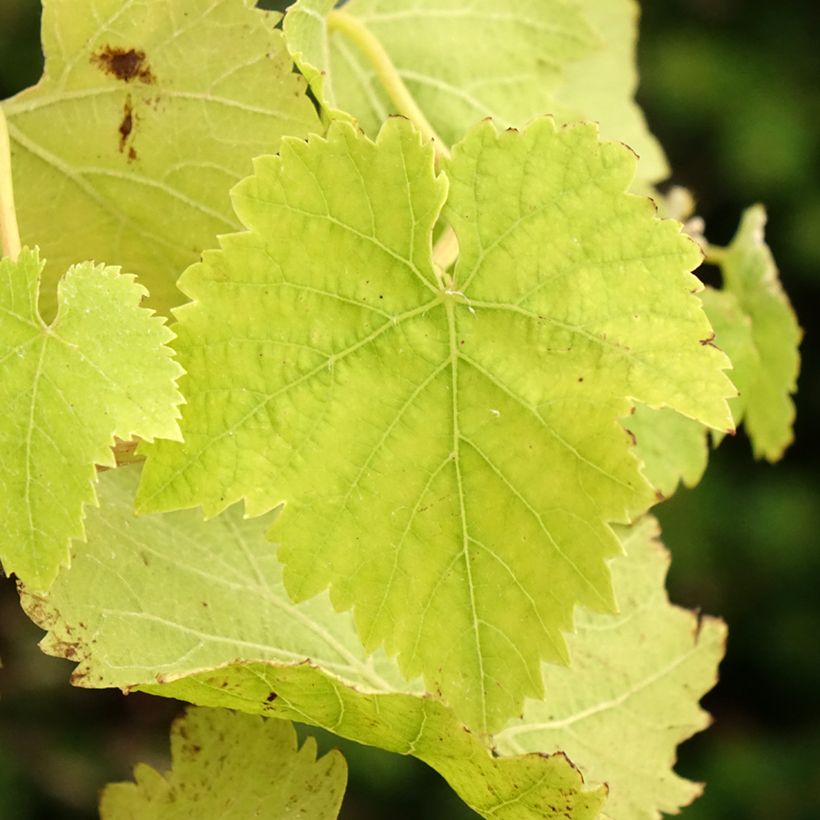 Vitis vinifera Vanessa (Foliage)