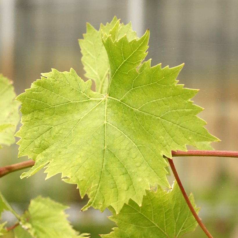 Vitis vinifera Evita - Grape vine (Foliage)