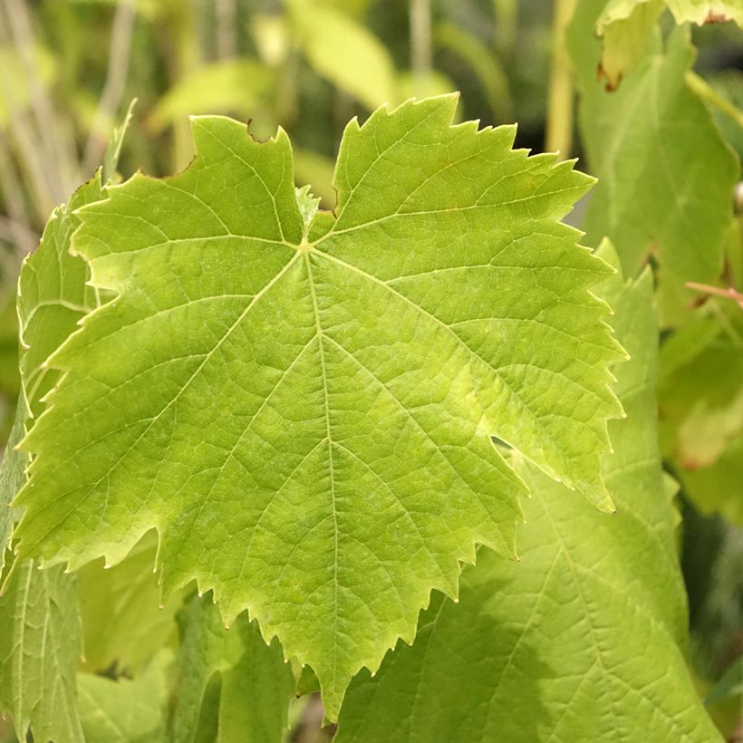 Vitis vinifera Exalta - Grape vine (Foliage)