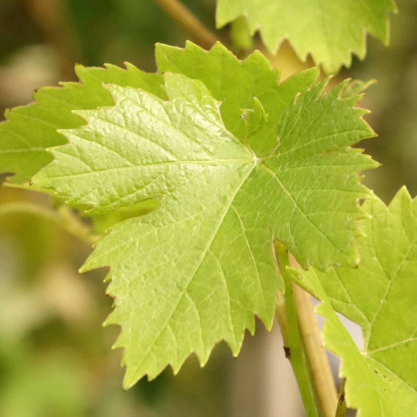 Vitis vinifera Fanny - Grape Vine (Foliage)