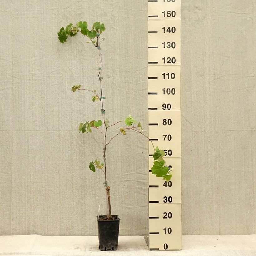 Vigne Fragola Nera - Raisin fraise Pot de 4L./5L. sample as delivered in summer