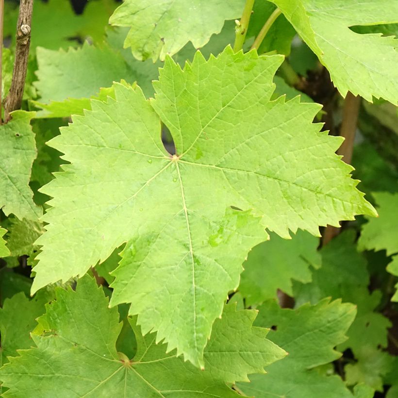 Vitis vinifera Muscat d'Alexandrie - Grape vine (Foliage)