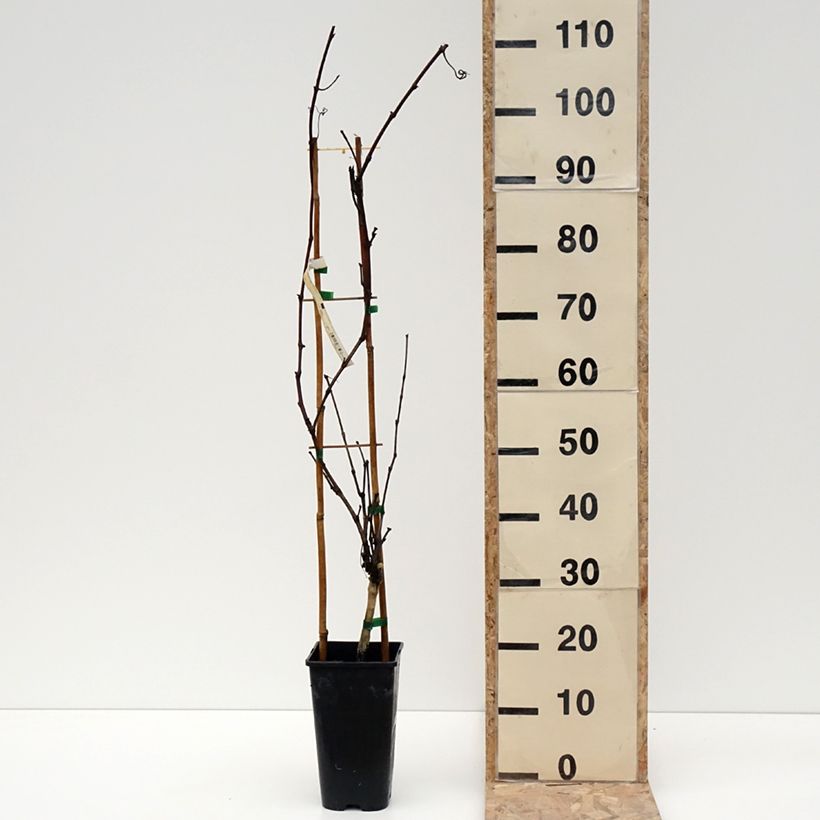 Vitis vinifera Petit Verdot - Grape vine 2L/3L potShipped height around 80/120cm sample as delivered in winter