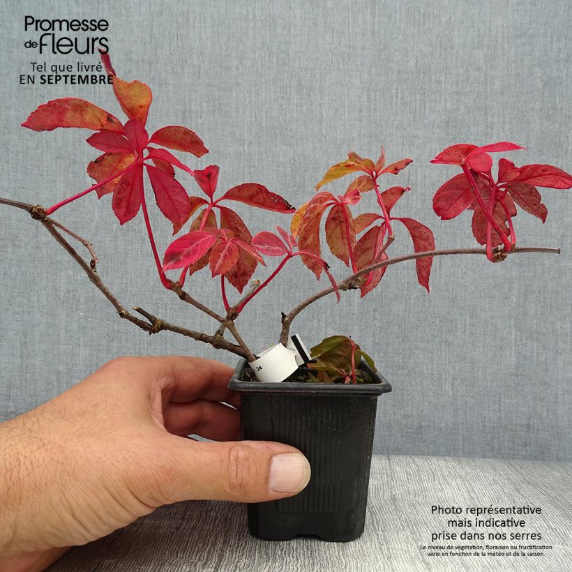 Vigne vierge de Henry - Parthenocissus henryana en godet de 9cm sample as delivered in autumn