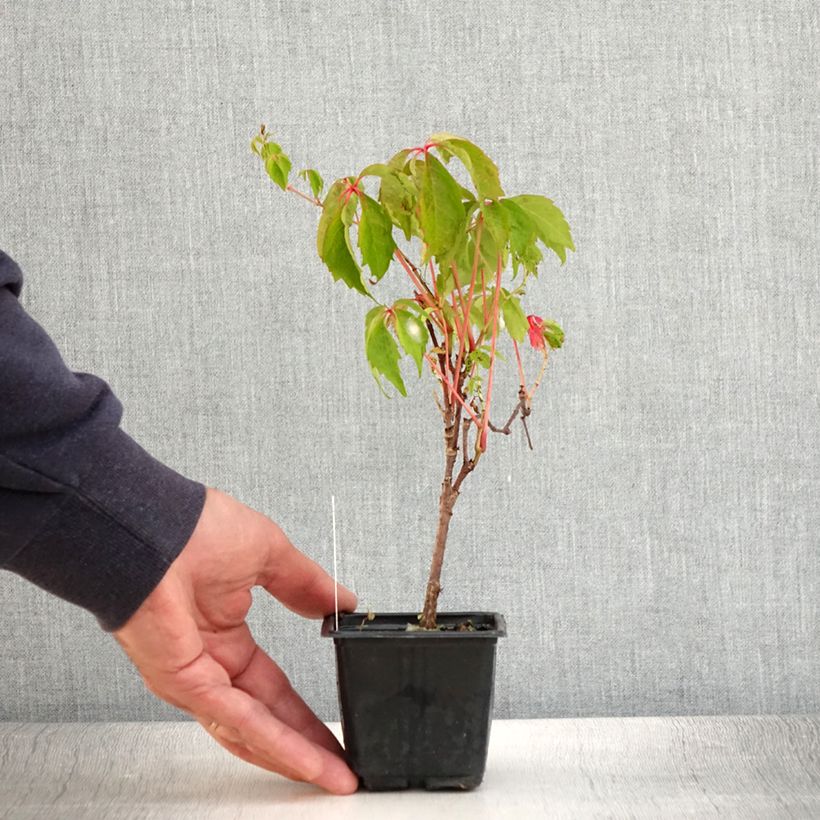 Parthenocissus quinquefolia Engelmannii - Virginia Creeper 8/9 cm pot sample as delivered in summer