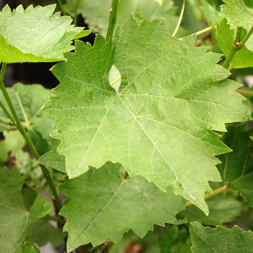 Vitis vinifera Phoenix (Foliage)