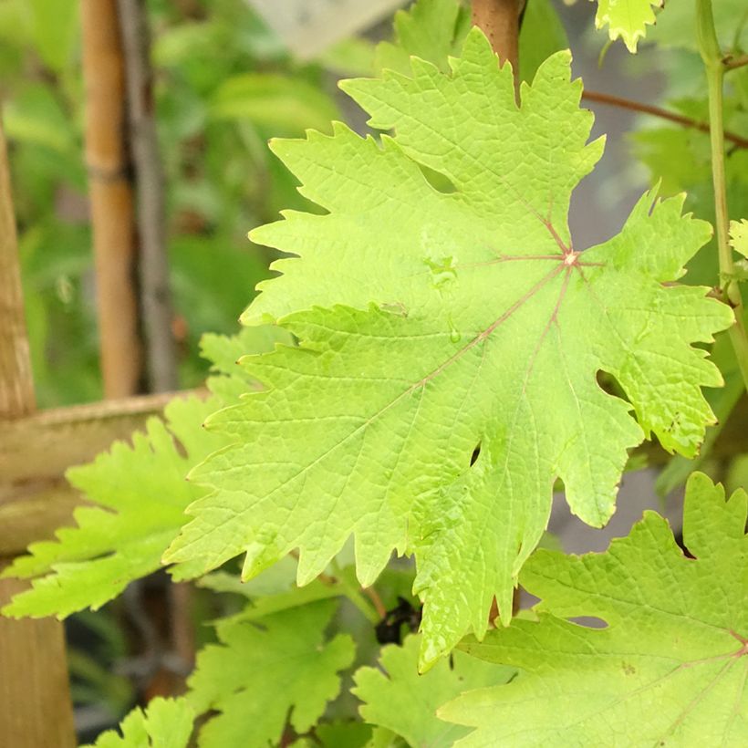 Vitis vinifera Argentina - dessert grape (Foliage)