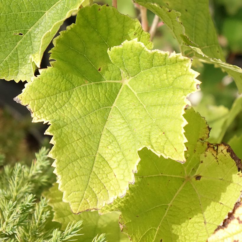 Vitis vinifera Himrod - Grape vine (Foliage)