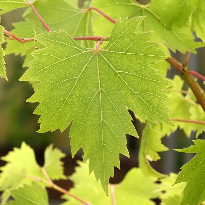 Vitis vinifera Palatina - Grape Vine (Foliage)