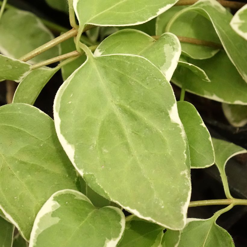 Vinca major Variegata (Foliage)