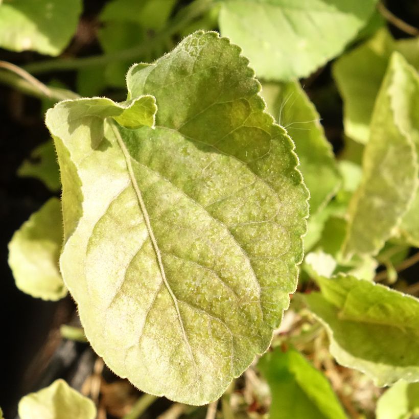 Viola odorata Königin Charlotte (Foliage)