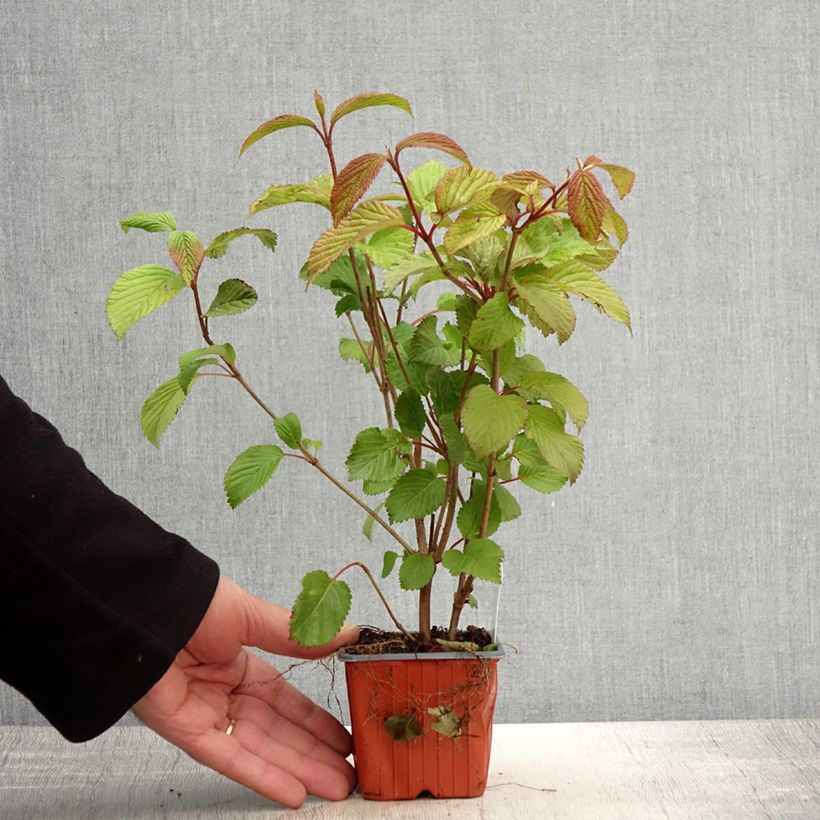 Viburnum plicatum Tomentosum 8/9 cm pot sample as delivered in spring