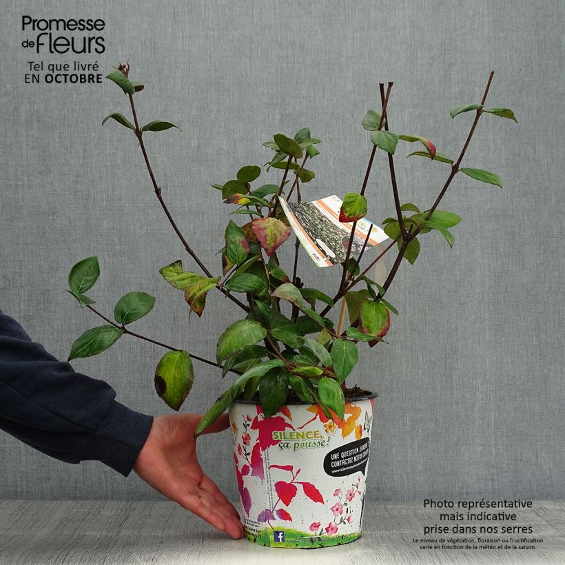 Viorne du Burkwood - Viburnum x burkwoodii Mohawk en pot de 4L/5L sample as delivered in autumn