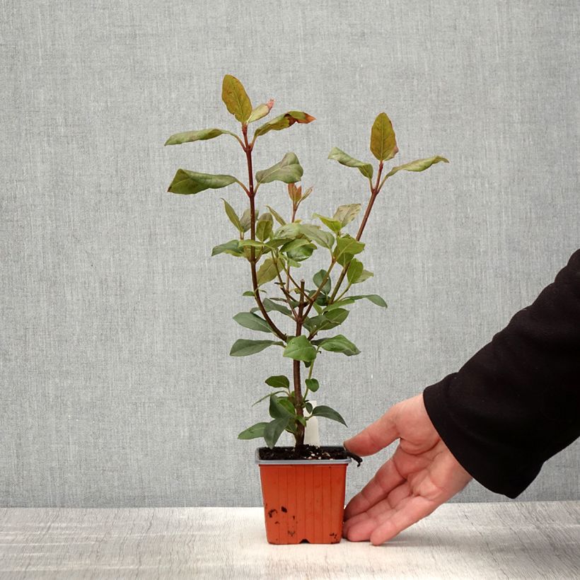 Viburnum tinus Gwenllian 8/9 cm pot sample as delivered in spring