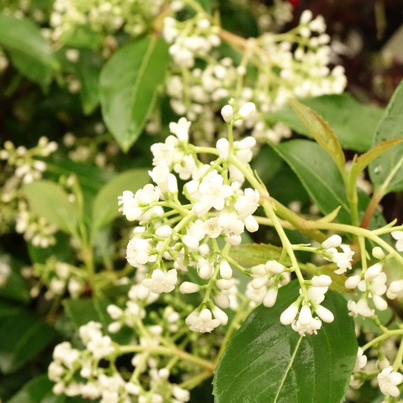 Viburnum hillieri Winton (Flowering)